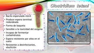 • Bacilo esporulado móvil
• Produce espora terminal
redondeada
• Forma de baqueta
• Sensible a la toxicidad del oxigeno
• Incapaz de fermentar
carbohidratos
• Espora resistente por años en el
suelo
• Resistente a desinfectantes,
ebullición
 