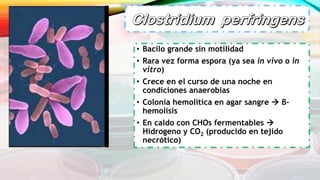 • Bacilo grande sin motilidad
• Rara vez forma espora (ya sea in vivo o in
vitro)
• Crece en el curso de una noche en
condiciones anaerobias
• Colonia hemolítica en agar sangre  β-
hemolisis
• En caldo con CHOs fermentables 
Hidrogeno y CO2 (producido en tejido
necrótico)
 