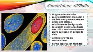 • Origina enfermedades
gastrointestinales asociadas a
antibióticos que comprenden
desde una diarrea
relativamente benigna y de
resolución espontánea hasta
una colitis seudomembranosa
grave que pone en peligro la
vida
• Aislada rara vez en
coprocultivos
• Forma esporas con facilidad
 