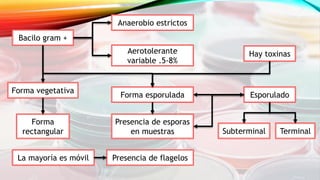 Bacilo gram +
Anaerobio estrictos
Aerotolerante
variable .5-8%
Esporulado
La mayoría es móvil Presencia de flagelos
Forma vegetativa
Forma esporulada
Presencia de esporas
en muestras
Forma
rectangular
Hay toxinas
Subterminal Terminal
 