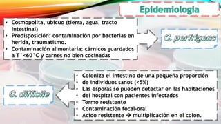 • Cosmopolita, ubicuo (tierra, agua, tracto
intestinal)
• Predisposición: contaminación por bacterias en
herida, traumatismo.
• Contaminación alimentaria: cárnicos guardados
a T°<60°C y carnes no bien cocinadas
• Coloniza el intestino de una pequeña proporción
• de individuos sanos (<5%)
• Las esporas se pueden detectar en las habitaciones
• del hospital con pacientes infectados
• Termo resistente
• Contaminación fecal-oral
• Acido resistente  multiplicación en el colon.
 