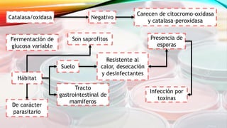 Catalasa/oxidasa Negativo
Carecen de citocromo-oxidasa
y catalasa-peroxidasa
Fermentación de
glucosa variable
Hábitat
Suelo
Tracto
gastrointestinal de
mamíferos
Presencia de
esporas
Resistente al
calor, desecación
y desinfectantes
Infección por
toxinas
Son saprofitos
De carácter
parasitario
 