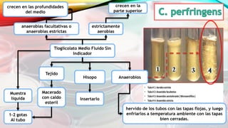 Tioglicolato Medio Fluido Sin
Indicador
crecen en las profundidades
del medio
anaerobias facultativas o
anaerobias estrictas
crecen en la
parte superior
estrictamente
aerobias
Muestra
liquida
Tejido
Hisopo Anaerobios
1-2 gotas
Al tubo
Insertarlo
Macerado
con caldo
esteril
hervido de los tubos con las tapas flojas, y luego
enfriarlos a temperatura ambiente con las tapas
bien cerradas.
 