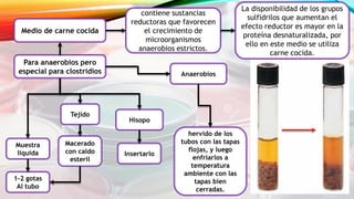 Medio de carne cocida
contiene sustancias
reductoras que favorecen
el crecimiento de
microorganismos
anaerobios estrictos.
Para anaerobios pero
especial para clostridios
La disponibilidad de los grupos
sulfidrilos que aumentan el
efecto reductor es mayor en la
proteína desnaturalizada, por
ello en este medio se utiliza
carne cocida.
Muestra
liquida
Tejido
Hisopo
Anaerobios
1-2 gotas
Al tubo
Insertarlo
Macerado
con caldo
esteril
hervido de los
tubos con las tapas
flojas, y luego
enfriarlos a
temperatura
ambiente con las
tapas bien
cerradas.
 