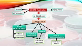 GENERO Clostridium
CUADRO CLÍNICO
NEURO
INTOXICACIONES
GANGRENA O
MIONECROSIS COLITIS
PSEUDOMEMBRANOSA
DIARREA
100 ESPECIES
20 TOXIGÉNICOS
GRAM +
ESPORULADOS
Tétanos
Botulismo
Clostridium
perfringes Clostridium
difficile
 