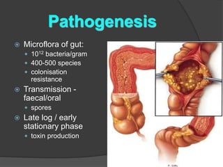 Pathogenesis 
 Microflora of gut: 
 1012 bacteria/gram 
 400-500 species 
 colonisation 
resistance 
 Transmission - 
faecal/oral 
 spores 
 Late log / early 
stationary phase 
 toxin production 
 