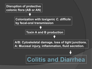 Disruption of protective 
colonic flora (AB or AN) 
Colonization with toxigenic C. difficile 
by fecal-oral transmission 
Toxin A and B production 
A/B: Cytoskeletal damage, loss of tight junctions. 
A: Mucosal injury, inflammation, fluid secretion. 
Colitis and Diarrhea 
 