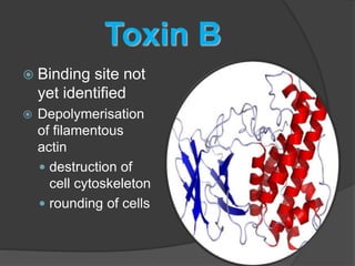Toxin B 
 Binding site not 
yet identified 
 Depolymerisation 
of filamentous 
actin 
 destruction of 
cell cytoskeleton 
 rounding of cells 
 