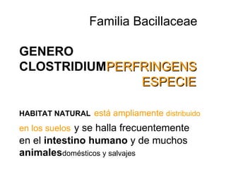   Familia Bacillaceae   GENERO CLOSTRIDIUM PERFRINGENS   ESPECIE   HABITAT NATURAL   está ampliamente  distribuido  en los suelos   y se halla frecuentemente en el  intestino humano  y de muchos  animales domésticos y salvajes 
