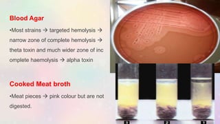 Blood Agar
•Most strains  targeted hemolysis 
narrow zone of complete hemolysis 
theta toxin and much wider zone of inc
omplete haemolysis  alpha toxin
Cooked Meat broth
•Meat pieces  pink colour but are not
digested.
 