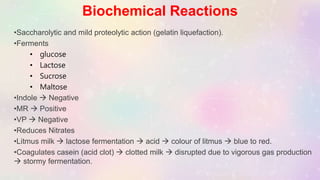 Biochemical Reactions
•Saccharolytic and mild proteolytic action (gelatin liquefaction).
•Ferments
• glucose
• Lactose
• Sucrose
• Maltose
•Indole  Negative
•MR  Positive
•VP  Negative
•Reduces Nitrates
•Litmus milk  lactose fermentation  acid  colour of litmus  blue to red.
•Coagulates casein (acid clot)  clotted milk  disrupted due to vigorous gas production
 stormy fermentation.
 
