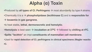 Alpha (α) Toxin
•Produced by all types of Cl. Perfringens  most abundantly by type A strains.
•Chemically it is a  phospholipidase (lecithinase C) and is responsible for
 toxaemia in gas gangrene.
•Is heat stable, lethal, dermonecrotic and hemolytic.
•Hemolysis is best seen  incubation at 370C  followed by chilling at 40C.
•Splits “lecithin” an impt constituents of mammalian cell membrane.
•Used for rapid detection of Cl. perfringens in clinical specimens (Nagler reactio
n).
 
