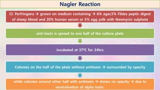 Cl. Perfringens  grown on medium containing  6% agar,5% Fildes peptic digest
of sheep blood and 20% human serum or 5% egg yolk with Neomycin sulphate
anti-toxin is spread to one half of the culture plate
incubated at 370C for 24hrs
Colonies on the half of the plate without antitoxin  surrounded by opacity
while colonies around other half with antitoxin  shows no opacity  due to
neutralisation of alpha toxin.
Nagler Reaction
 