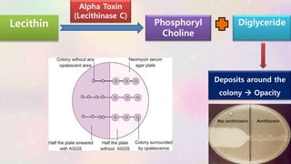 Alpha Toxin
(Lecithinase C)
Lecithin Diglyceride
Phosphoryl
Choline
Deposits around the
colony  Opacity
 