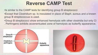 Reverse CAMP Test
•Is similar to the CAMP tests for identifying group B streptococci
•Except that Clostridium sp. Is inoculated in place of Staph. aureus and a known
group B streptococcus is used.
•Group B streptococci show enhanced hemolysis with other clostridia but only Cl
. Perfringens exhibits accenentuated zone of hemolysis as butterfly appearance.
 