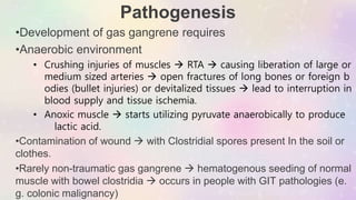 Pathogenesis
•Development of gas gangrene requires
•Anaerobic environment
• Crushing injuries of muscles  RTA  causing liberation of large or
medium sized arteries  open fractures of long bones or foreign b
odies (bullet injuries) or devitalized tissues  lead to interruption in
blood supply and tissue ischemia.
• Anoxic muscle  starts utilizing pyruvate anaerobically to produce
lactic acid.
•Contamination of wound  with Clostridial spores present In the soil or
clothes.
•Rarely non-traumatic gas gangrene  hematogenous seeding of normal
muscle with bowel clostridia  occurs in people with GIT pathologies (e.
g. colonic malignancy)
 