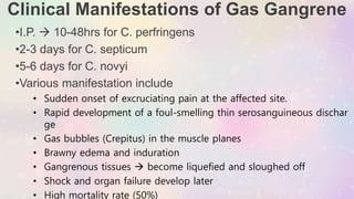 Clinical Manifestations of Gas Gangrene
•I.P.  10-48hrs for C. perfringens
•2-3 days for C. septicum
•5-6 days for C. novyi
•Various manifestation include
• Sudden onset of excruciating pain at the affected site.
• Rapid development of a foul-smelling thin serosanguineous dischar
ge
• Gas bubbles (Crepitus) in the muscle planes
• Brawny edema and induration
• Gangrenous tissues  become liquefied and sloughed off
• Shock and organ failure develop later
• High mortality rate (50%)
 