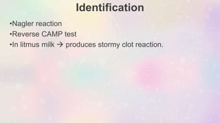 Identification
•Nagler reaction
•Reverse CAMP test
•In litmus milk  produces stormy clot reaction.
 