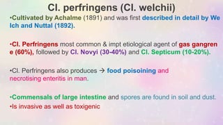 Cl. perfringens (Cl. welchii)
•Cultivated by Achalme (1891) and was first described in detail by We
lch and Nuttal (1892).
•Cl. Perfringens most common & impt etiological agent of gas gangren
e (60%), followed by Cl. Novyi (30-40%) and Cl. Septicum (10-20%).
•Cl. Perfringens also produces  food poisoining and
necrotising enteritis in man.
•Commensals of large intestine and spores are found in soil and dust.
•Is invasive as well as toxigenic
 