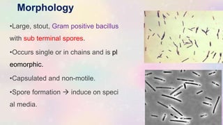 Morphology
•Large, stout, Gram positive bacillus
with sub terminal spores.
•Occurs single or in chains and is pl
eomorphic.
•Capsulated and non-motile.
•Spore formation  induce on speci
al media.
 