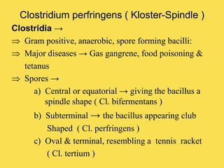 Clostridium perfringens ( Kloster-Spindle )
Clostridia →
 Gram positive, anaerobic, spore forming bacilli:
 Major diseases → Gas gangrene, food poisoning &
tetanus
 Spores →
a) Central or equatorial → giving the bacillus a
spindle shape ( Cl. bifermentans )
b) Subterminal → the bacillus appearing club
Shaped ( Cl. perfringens )
c) Oval & terminal, resembling a tennis racket
( Cl. tertium )
 