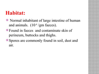 Habitat:
 Normal inhabitant of large intestine of human
and animals. (10 4
/gm faeces).
 Found in faeces and contaminate skin of
perineum, buttocks and thighs.
 Spores are commonly found in soil, dust and
air.
 