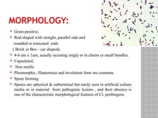 MORPHOLOGY:
 Gram positive,
 Rod shaped with straight, parallel side and
rounded or truncated ends
( Brick or Box - car shaped).
 4-6 um x 1um, usually occuring singly or in chains or small bundles.
 Capsulated,
 Non motile
 Pleomorphic, filamentous and involution form are common.
 Spore forming
 Spores are spherical & subterminal but rarely seen in artificial culture
media or in material from pathogenic lesions , and their absence is
one of the characteristic morphological features of Cl. perfringens
 