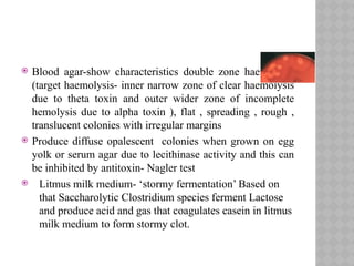  Blood agar-show characteristics double zone haemolysis
(target haemolysis- inner narrow zone of clear haemolysis
due to theta toxin and outer wider zone of incomplete
hemolysis due to alpha toxin ), flat , spreading , rough ,
translucent colonies with irregular margins
 Produce diffuse opalescent colonies when grown on egg
yolk or serum agar due to lecithinase activity and this can
be inhibited by antitoxin- Nagler test
 Litmus milk medium- ‘stormy fermentation’ Based on
that Saccharolytic Clostridium species ferment Lactose
and produce acid and gas that coagulates casein in litmus
milk medium to form stormy clot.
 