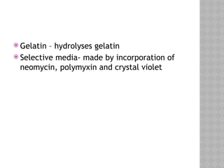  Gelatin – hydrolyses gelatin
 Selective media- made by incorporation of
neomycin, polymyxin and crystal violet
 
