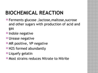 BIOCHEMICAL REACTION
 Ferments glucose ,lactose,maltose,sucrose
and other sugars with production of acid and
gas
 Indole negative
 Urease negative
 MR positive, VP negative
 H2S formed abundantly
 Liquefy gelatin
 Most strains reduces Nitrate to Nitrite
 