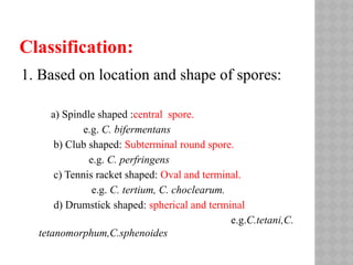 Classification:
1. Based on location and shape of spores:
a) Spindle shaped :central spore.
e.g. C. bifermentans
b) Club shaped: Subterminal round spore.
e.g. C. perfringens
c) Tennis racket shaped: Oval and terminal.
e.g. C. tertium, C. choclearum.
d) Drumstick shaped: spherical and terminal
e.g.C.tetani,C.
tetanomorphum,C.sphenoides
 