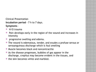 Clinical Presentation
Incubation period - 7 h to 7 days.
Symptoms –
 H/O trauma
 Pain develops early in the region of the wound and increases in
intensity
 progressive swelling and edema.
 The wound is edematous, tender, and exudes a profuse serous or
serosanguinous discharge which is foul smelling
 Muscle becomes black and noncontractile
 As the disease progresses, bubbles of gas appear in the
discharge, crepitus may become evident in the tissues, and
 the skin becomes white and marbled.
 