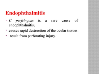 Endophthalmitis
• C perfringens is a rare cause of
endophthalmitis,
• causes rapid destruction of the ocular tissues.
• result from perforating injury
 