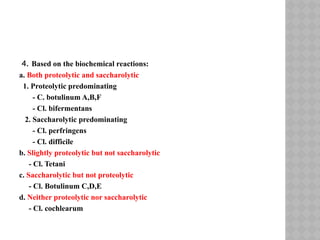 4. Based on the biochemical reactions:
a. Both proteolytic and saccharolytic
1. Proteolytic predominating
- C. botulinum A,B,F
- Cl. bifermentans
2. Saccharolytic predominating
- Cl. perfringens
- Cl. difficile
b. Slightly proteolytic but not saccharolytic
- Cl. Tetani
c. Saccharolytic but not proteolytic
- Cl. Botulinum C,D,E
d. Neither proteolytic nor saccharolytic
- Cl. cochlearum
 