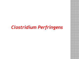 Clostridium Perfringens
 