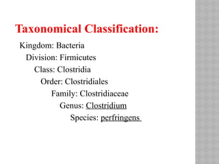 Taxonomical Classification:
Kingdom: Bacteria
Division: Firmicutes
Class: Clostridia
Order: Clostridiales
Family: Clostridiaceae
Genus: Clostridium
Species: perfringens
 