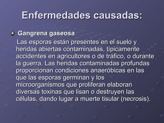 Enfermedades causadas: Gangrena gaseosa   Las esporas están presentes en el suelo y heridas abiertas contaminadas, típicamente accidentes en agricultores o de tráfico, o durante la guerra. Las heridas contaminadas profundas proporcionan condiciones anaeróbicas en las que las esporas germinan y los microorganismos que proliferan elaboran diversas toxinas que lisan o destruyen las células, dando lugar a muerte tisular (necrosis).  