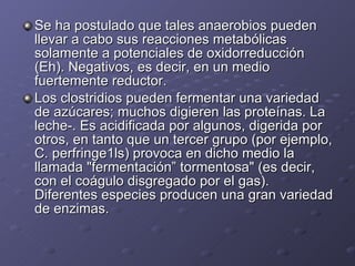 Se ha postulado que tales anaerobios pueden llevar a cabo sus reacciones metabólicas solamente a potenciales de oxidorreducción (Eh). Negativos, es decir, en un medio fuertemente reductor.  Los clostridios pueden fermentar una variedad de azúcares; muchos digieren las proteínas. La leche-. Es acidificada por algunos, digerida por otros, en tanto que un tercer grupo (por ejemplo, C. perfringe1ls) provoca en dicho medio la llamada "fermentación” tormentosa" (es decir, con el coágulo disgregado por el gas). Diferentes especies producen una gran variedad de enzimas. 