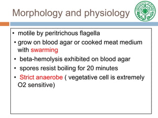 Morphology and physiology
• motile by peritrichous flagella
• grow on blood agar or cooked meat medium
with swarming
• beta-hemolysis exhibited on blood agar
• spores resist boiling for 20 minutes
• Strict anaerobe ( vegetative cell is extremely
O2 sensitive)
 