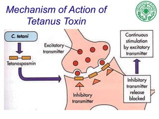 Mechanism of Action of
Tetanus Toxin
 