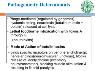 Pathogenicity Determinants
• Phage-mediated (regulated by genomes),
systemic-acting, neurotoxin (botulinum toxin =
botulin) released at cell lysis
• Lethal foodborne intoxication with Toxins A
through G
(neurotoxins)
 Mode of Action of botulin toxins
- binds specific receptors on peripheral cholinergic
nerve endings(neuromuscular junctions), blocks
release of acetylcholine (excitatory
neurotransmitter), blocking muscle stimulation &
resulting in flaccid paralysis
 