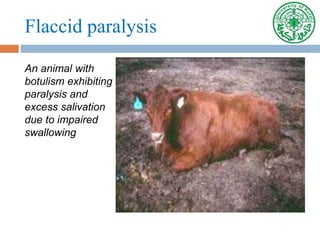 Flaccid paralysis
An animal with
botulism exhibiting
paralysis and
excess salivation
due to impaired
swallowing
 