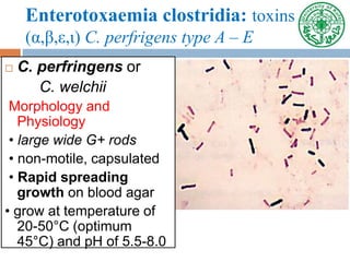 Enterotoxaemia clostridia: toxins
(α,β,ε,ι) C. perfrigens type A – E
 C. perfringens or
C. welchii
Morphology and
Physiology
• large wide G+ rods
• non-motile, capsulated
• Rapid spreading
growth on blood agar
• grow at temperature of
20-50°C (optimum
45°C) and pH of 5.5-8.0
 