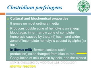Clostridium perfringens
 Cultural and biochemical properties
 It grows on most ordinary media
 Produces double zone of hemolysis on sheep
blood agar, inner narrow zone of complete
hemolysis caused by theta (θ) toxin, and wider
zone of incomplete hemolysis caused by alpha (α)
toxin
 In litmus milk, ferment lactose (acid
production),color changed from blue to red.
Coagulation of milk casein by acid, and the clotted
milk is disrupted by vigorous gas production
stormy reaction
 