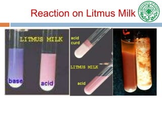 Reaction on Litmus Milk
 