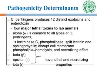 Pathogenicity Determinants
 C. perfringens produces 12 distinct exotoxins and
enterotoxin
• four major lethal toxins to lab animals
1) alpha () is common to all types of C.
perfringens,
is lecithinase C, phospholipase, split lecithin and
sphingomyelin; disrupt cell membrane
phospholipid, hemolysin, and necrotizing effect
1) beta ()
2) epsilon () have lethal and necrotizing
3) iota () properties
 