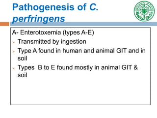 Pathogenesis of C.
perfringens
A- Enterotoxemia (types A-E)
 Transmitted by ingestion
 Type A found in human and animal GIT and in
soil
 Types B to E found mostly in animal GIT &
soil
 