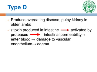 Type D
 Produce overeating disease, pulpy kidney in
older lambs
 ε toxin produced in intestine activated by
proteases ↑intestinal permeability→
enter blood → damage to vascular
endothelium→ edema
 