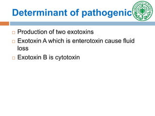 Determinant of pathogenicity
 Production of two exotoxins
 Exotoxin A which is enterotoxin cause fluid
loss
 Exotoxin B is cytotoxin
 