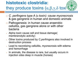 histotoxic clostridia:
they produce toxins (α,β,γ,δ toxins)
 C. perfingens type A (α toxin): cause myonecrosis
& gas gangrene in human and domestic animals
 Pathogenesis: in human cause anaerobic
cellulitis, gas gangrene alone or with other
bacteria
 Alpha toxin cause cell and tissue damage(
membranolytic activity)
 Other toxins produced by C.perfringens also involved in
destruction process
 Lead to necrotizing cellulitis, myonecrosis with edema
and hemorrhage
 In animals, the disease is rare, but usually occurs in
injection sites deep in muscle (horses)
 